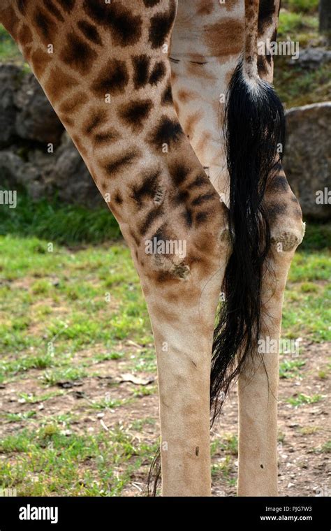 Giraffe Tail Hi Res Stock Photography And Images Alamy