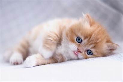 Kitten Cat Morning Cutest Cats Kitty Wishes