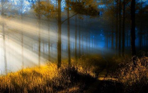 Landscapes Forest Path Sunlight Filtered Wallpaper 1920 X 1200