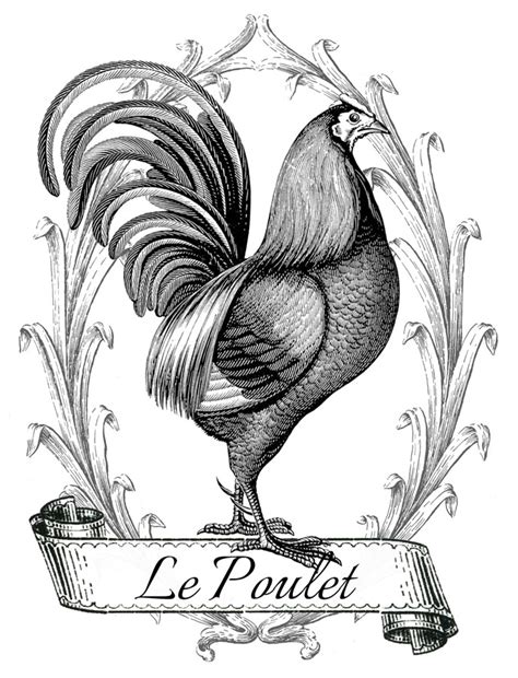 Free printable templates and other printables with the tag chicken. Printable Image Transfer - French Chicken - The Graphics Fairy