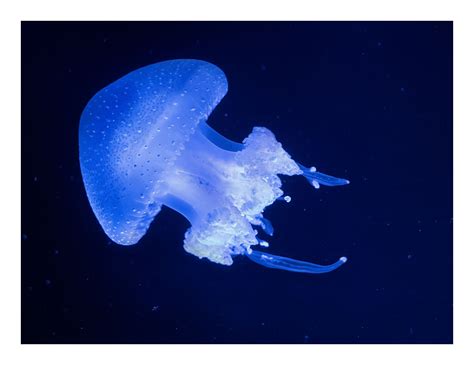 White Spotted Jellyfish Marine Life Lisbon Oceanarium Animals