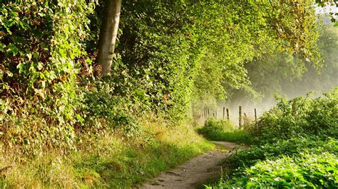 Path Between Climbing Plants Trees Fence Hd Nature Wallpapers Hd