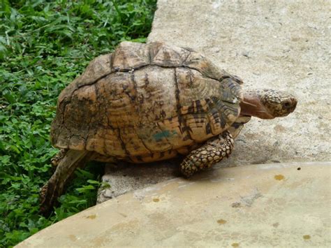 Hier musst du dich nur darum kümmern, dass deine schildkröte. "Balu - die Hausschildkröte" Hotel Panorama (Unawatuna ...