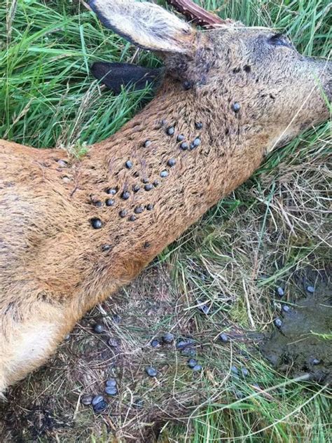 Horrifying Photos Show Dead Deer Being Gorged On Enormous Bloodsucking