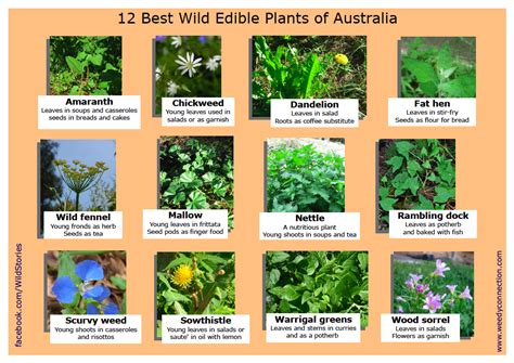 Talking About Foraging In The Garden And In The Sky — Wild Plants