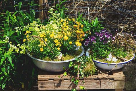 How To Overwinter Perennials Growing In Containers