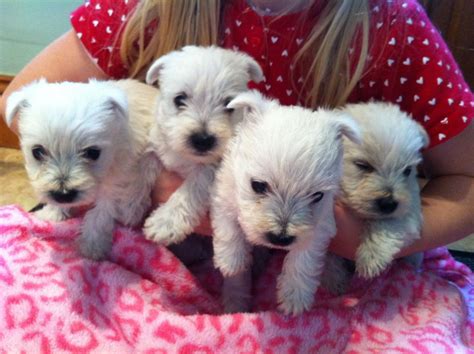Stunning Westie Puppies For Sale | Stone, Staffordshire | Pets4Homes ...