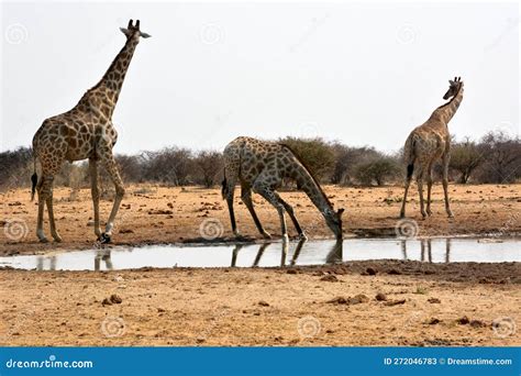 Several Giraffes Drink Water Near A Watering Hole In The Namibian