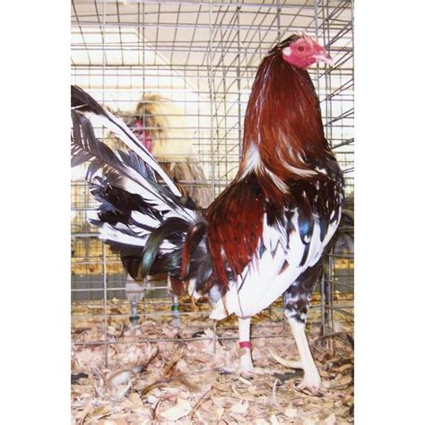 cackle hatchery spangled standard old english chicken straight run male and female 515