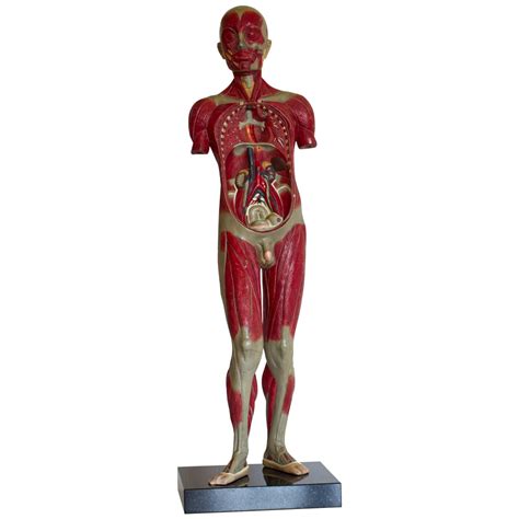 Anatomical Model Human Bust Dresden 1880 For Sale At 1stdibs