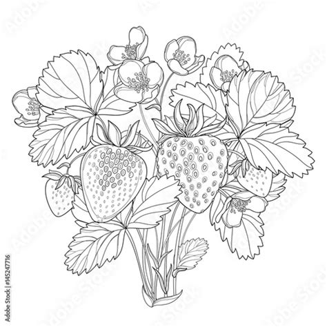 46 Best Ideas For Coloring Strawberry Plant Coloring Page
