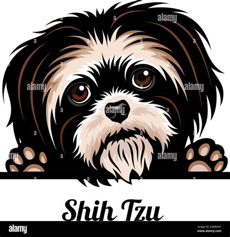 Shih Tzu Color Peeking Dogs Breed Face Head Isolated On White