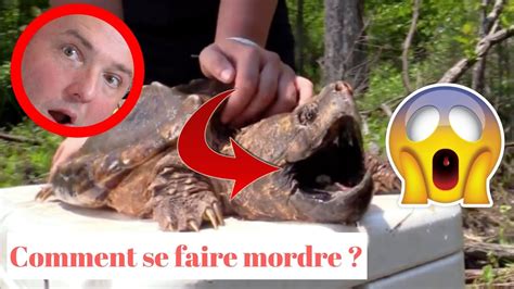 Comment Se Faire Mordre Par Une Tortue Alligator Youtube