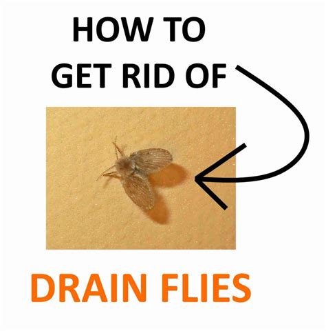 How To Get Rid Of Drain Flies Naturally Fast Bugwiz