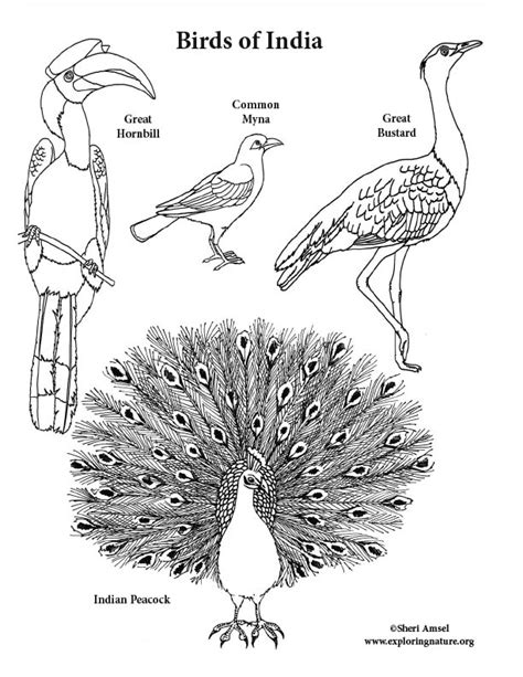 Birds Of India Coloring Page