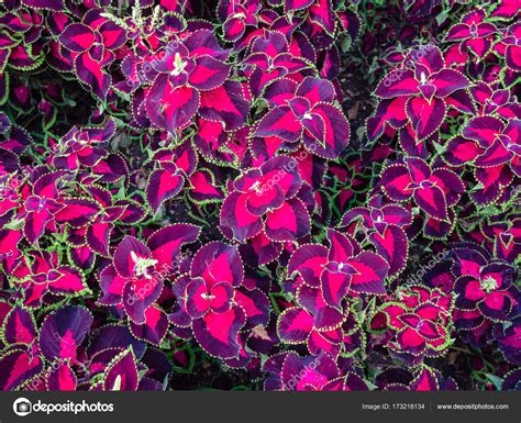 Coleus Blumei Ornamental Plants Background — Stock Photo © Isaac74