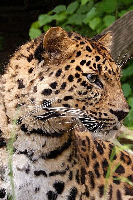 Leopard | Animals beautiful, Cute animals, Pittsburgh zoo