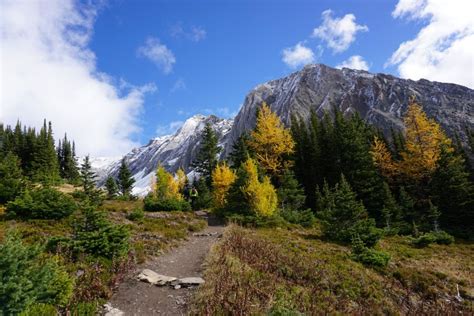 Larch Trees In Canada The Beauty Queens Travel Tales Of Life
