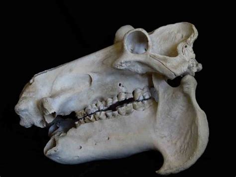 Animal Skull Identification Guide Waking Up Wild