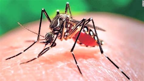 Mutant Mosquitos To Help Fight Zika Virus Cnn Video