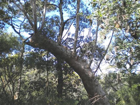 The Wandering Arborist Royal National Park Sydney Sandstone Country