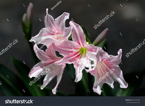 Beautiful Star Lily Flower Hippeastrum Reticulatum Stock Photo