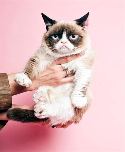 Grumpy Cat Goes From Meme To Movie Gatti Pazzi Gattino
