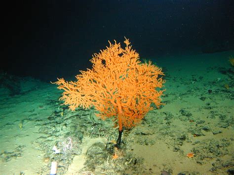 Coral Orange Deep Sea News