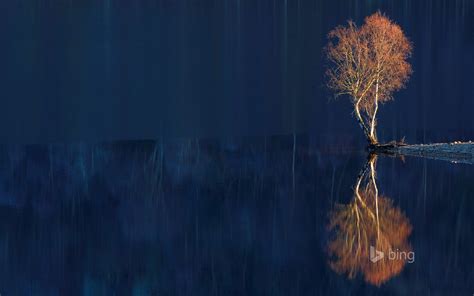 Reflection Of Dead Trees 2015 Bing Theme Wallpaper Preview