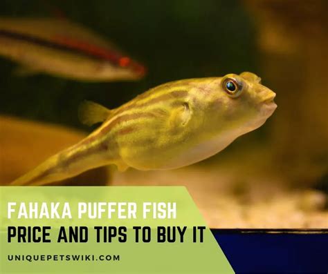 Fahaka Puffer Fish Price And Tips To Buy It