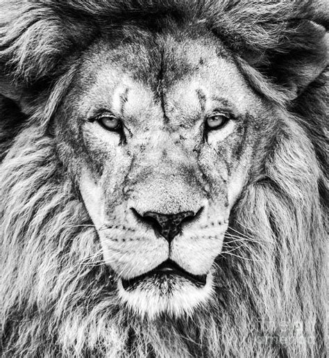 Portrait Of Beautiful African Lion In Black And White Photograph By