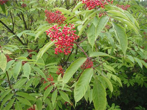 We're counting the native trees planted throughout new zealand, and helping kiwis to plant more. Red Elderberry, Sambucus racemosa | Native Plants PNW