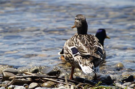 Free Images Sea Nature Lake Pond Wildlife Swim Beak Couple