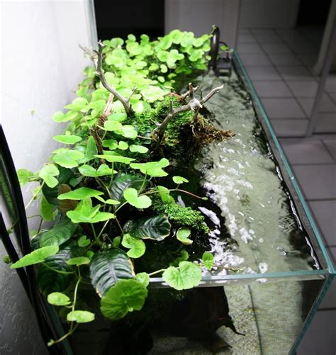As one of the goals of aquascaping is luxurious and mature vegetation, it will be we will review the best plants for dutch style aquascape. Diana Walstad method? - Aquarium Plants | Planted aquarium ...