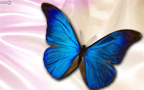 Hermosas Mariposas Azules Fondos Ef