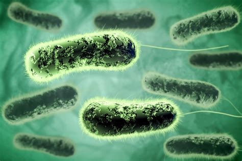 Microbial Top Facts Pseudomonas Aeruginosa