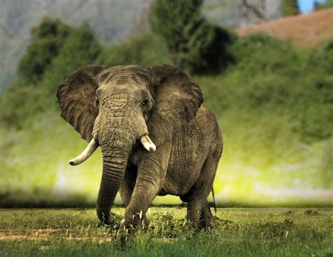 African Elephant Latest Hd Wallpapersimages 2013 Beautiful And