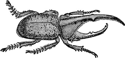 There are more types of beetles than all other members of the animal kingdom combined, with over 400,000 species described so far and many more expected to b. Hercules Beetle | ClipArt ETC