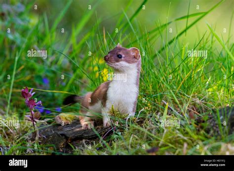 Ermine Stoat Short Tailed Weasel Mustela Erminea Standing On Dead