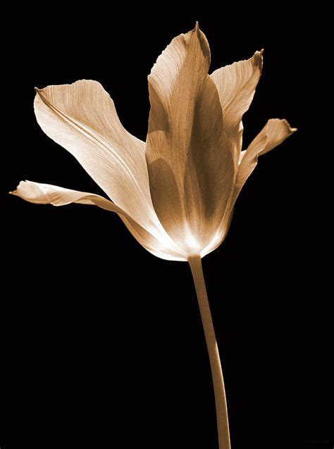 Tulip Flower Opening Sepia Photograph By Jennie Marie Schell Fine Art
