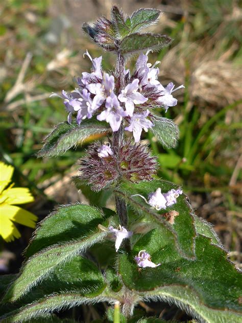 Photographs Of Mentha Arvensis Uk Wildflowers Top Of A Stem