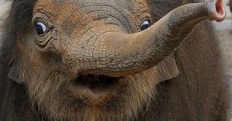 The Funniest List Of 31 Animals Making Silly Faces Elephant Baby