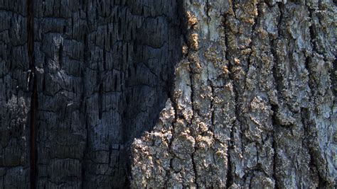 42 Tree Bark Wallpaper On Wallpapersafari