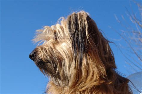 Free Images Sky Fur Close Long Hair Snout Dog Breed Melancholic