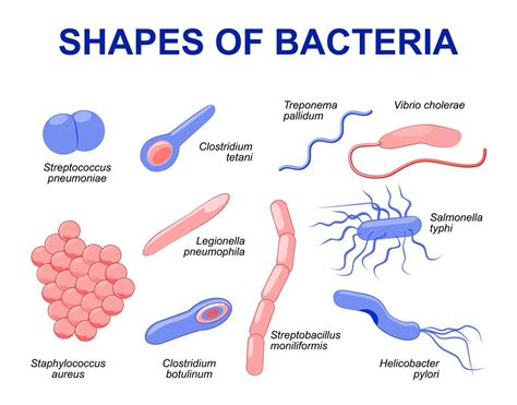 How Do Bacteria Reproduce Biology Wise
