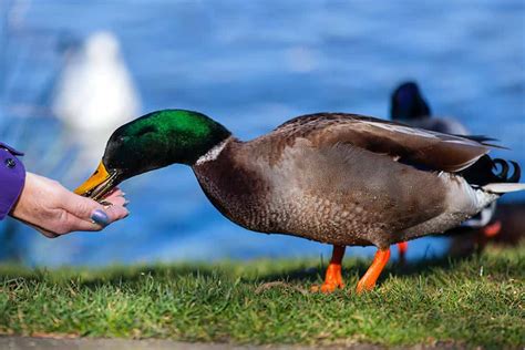 Comment Nourrir Les Canards Dornement