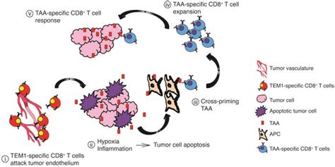 Vaccination with meningococcal conjugate vaccine is recommended JCI - Tumor endothelial marker 1-specific DNA vaccination ...