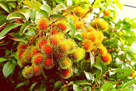 Fresh rambutan have not been tested so no one can say for sure, but the gi for the. Belajar dari manfaat daun rambutan