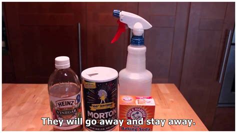 Vinegar Kills Fleas How To Use This Natural Flea Killer Youtube