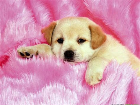 Cute Dog Wallpaper En